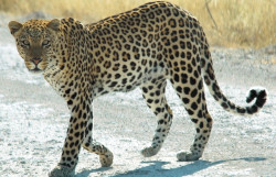 Brave mother confronts wild leopard to save her child